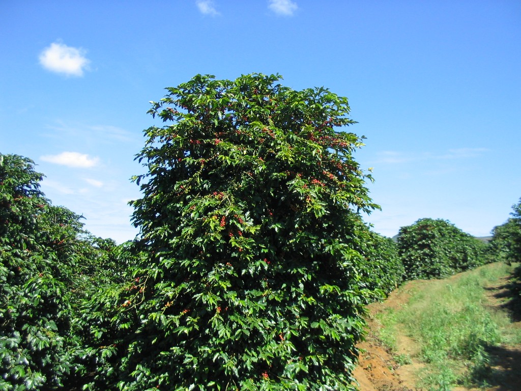 Coffee_Tree