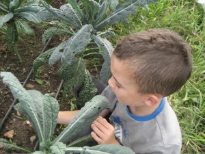 Photo: Mel Lefebvre An 8 year old volunteer weeds between rows of dinosaur kale