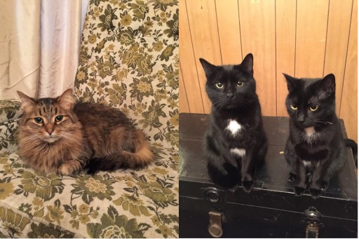 cats cats