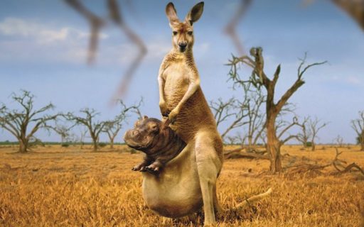 hippo-in-kangaroo-pouch-funny-picture